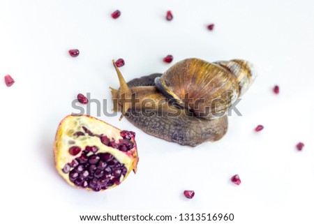 Closeup photography of a one  giant snail in the Studio on a white glossy surface and blurred background with red berries fruit of pomegranate
