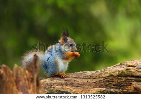 The red squirrel or Eurasian red sguirrel (Sciurus vulgaris) sitting on the branch in the scandinavian forest. Squirrel in a typical environment in rain.