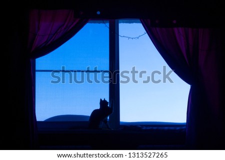 The contour of the cat on the window. Black silhouette of a cat on a background of blue sky.