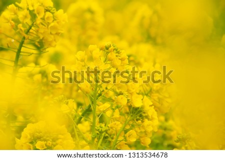 Brassica rapa subsp in full bloom Rape flower field Yellow rape blossoms
