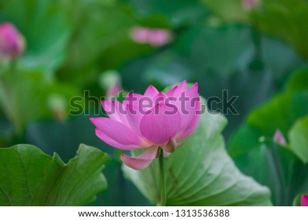 The wind blows the lotus