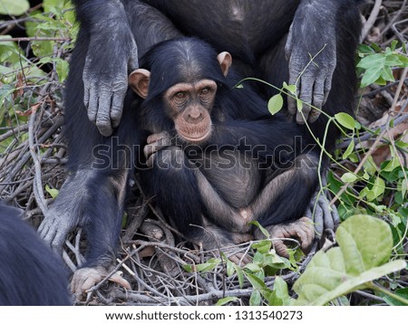 Chimpanzee (Pan troglodytes) in its natural habitat on Baboon Islands in The Gambia