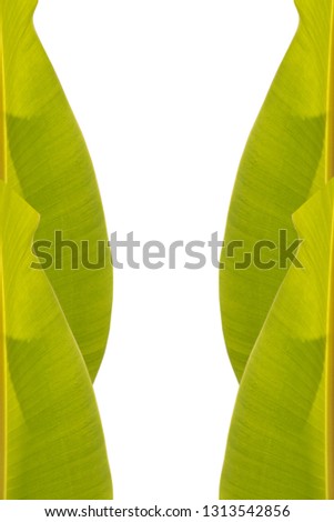 Tropical banana leaf green background, Banana Leaf Isolated On White