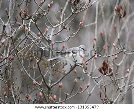 A mockingbird nestled in an azalea on a cold winter morning. Mockingbird in Winter
