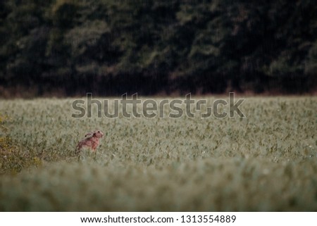 European hare sitting in grass at evening