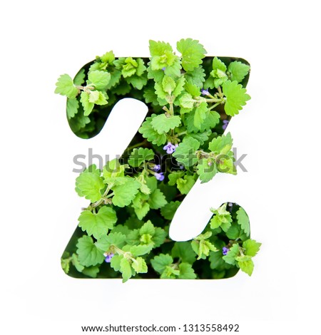 The letter Z of the English alphabet of leaves of green plants in a white paper stencil