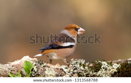 Hawfinch in the nature habitat in green forest of Spain.