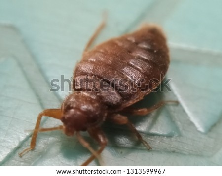 Bedbug animal insects