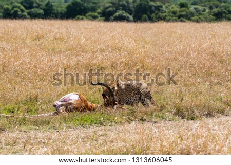 A female leopard dragging its impala kill across the grassland inside Masai Mara national reserve during a wildlife safari