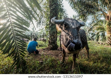 Photographer taking picture a group of buffalo in oil palm plantation.