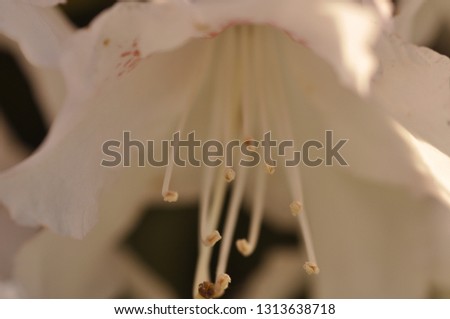 Garden flowers as macro photograph