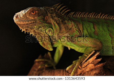 
portrait of iguana portraits of giant lizards with flake patterns with black backgrounds
green lizard Iguana hanging on twigs  with black background.
