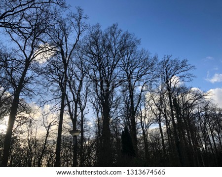 Look at the sky from the trees in the forest in the winter.