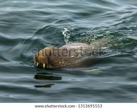 Atlantic walrus in the Arctic. 
