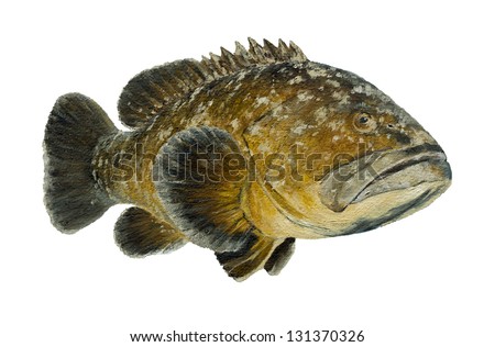Mero grouper isolated on white background - oil painting on paper