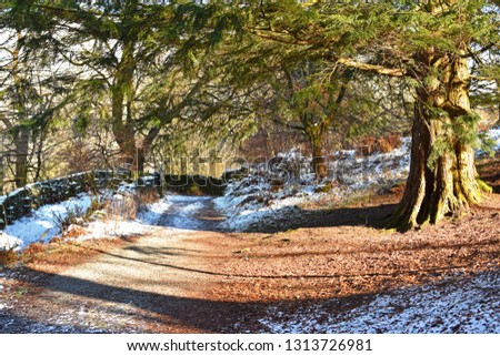 Walking path for exercise in the park up to the hill covered with white fresh snow among green tree in the winter. Concept Snowy day in the mountain.