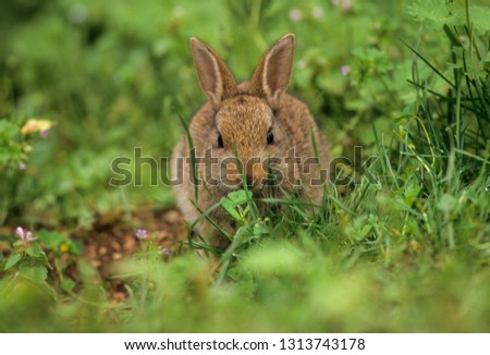 wild European Rabbit