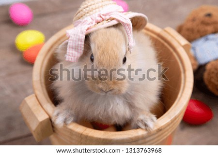 Little rabbit, long ears, brown color in wooden barrel