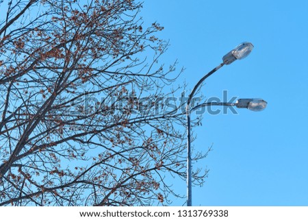 Street lamp on the sky background and tree