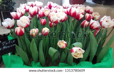 tulips flowers spring
