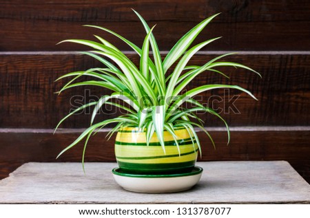 Chlorophytum comosum (also known spider plant, airplane plant, St. Bernard's lily, spider ivy, ribbon plant, and hen and chickens) in a pot on the wooden fence background Royalty-Free Stock Photo #1313787077