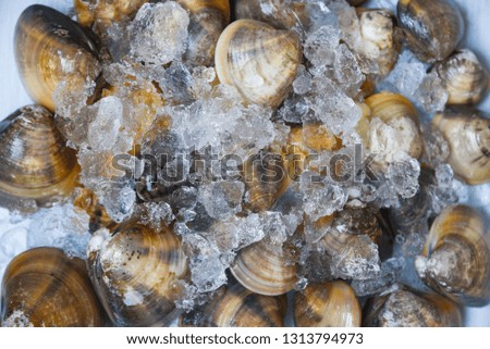 Shellfish enamel venus shell Seafood Clams on ice bucket in the supermarket