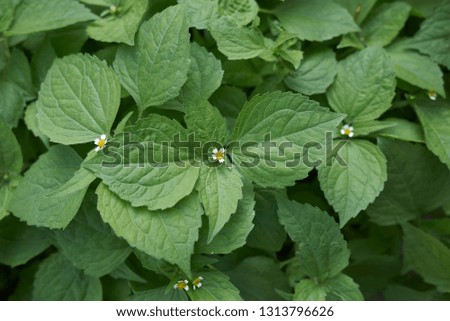 Galinsoga quadriradiata plants in bloom