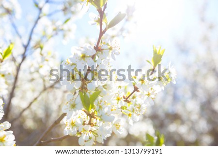 Photo of beautiful cherry blossom, abstract natural background, fine art, spring time season, apple blooming in sunny day, floral wallpaper, little white flowers on tree branch