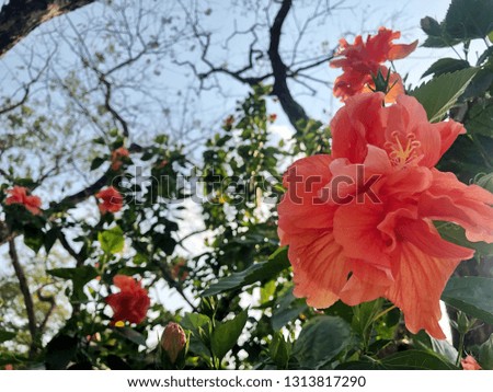 Orange hibiscus flower sorange flowers are blooming beautifully natural.Flowers in close up