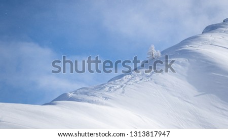 Lonely snow covered tree in pristine alpine landscape. Calm and tranquil winter scenery