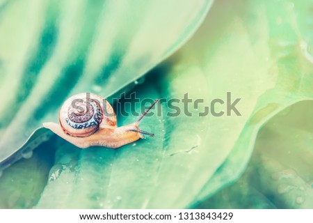 A small snail crawling on large embossed leaves with water drops in a tropical forest on a sunny day