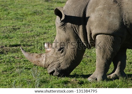 Photos of Africa,White Rhino