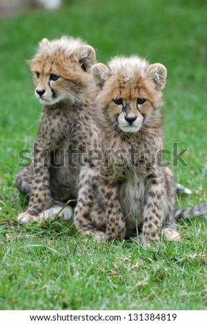 Photos of Africa, Cheetah cubs