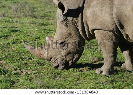 Photos of Africa,White Rhino