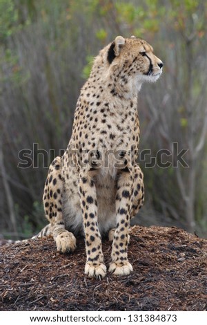 Photos of Africa, Cheetah