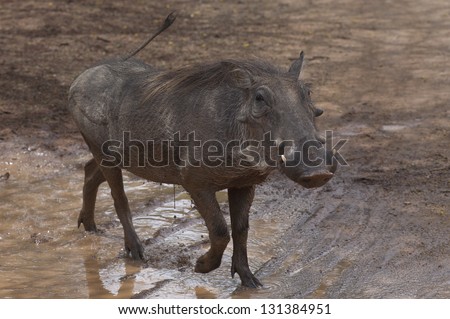 Photos of Africa,Water hog in mud