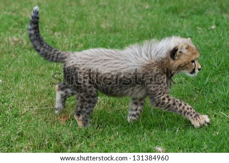 Photos of Africa, Cheetah cubs