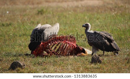African vultures eating the fresh remains of a cheetahs prey in the serengeti.