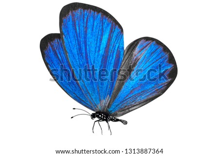  blue butterfly with legs and antennae. isolated on white background
