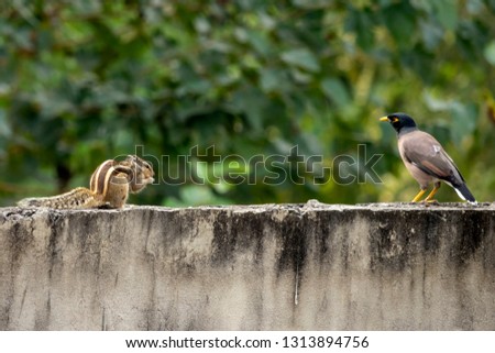 Palm Squirrel and Myna eating and playing on my house rooftop.