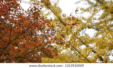 autumn-colored foliage in kobe