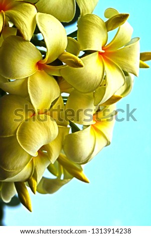 frangipani flower scenery with close up beautiful blossom in minimal style so pretty outdoor pattern for awesome nature background