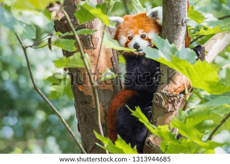 red panda eating bamboo in tree in zoo with bokeh