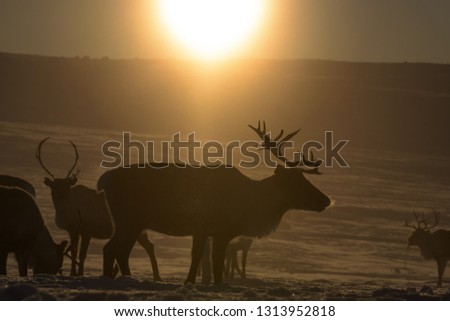 Backlight silhouette of a reindeers herd in a snowy landscape at Lapland region of Norway