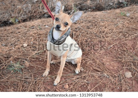 Tiny Chihuahua, Big Adventures