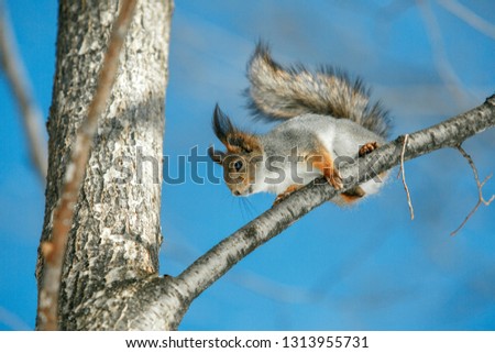 Spring in Russia. Squirrel perched on the branch of a tree
