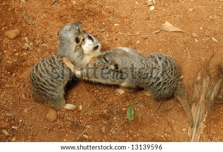 three meerkats playing