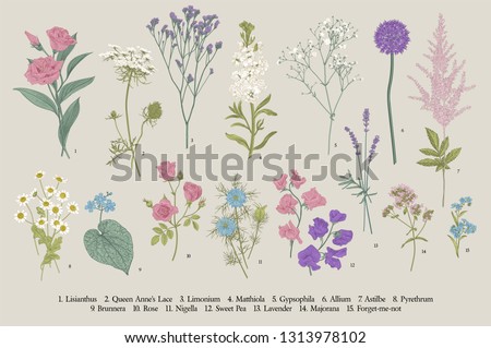 Set summer flowers. Classical botanical illustration. Wild and garden flowers Royalty-Free Stock Photo #1313978102