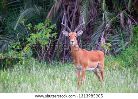 One antelope is standing in the grass in front of the bush