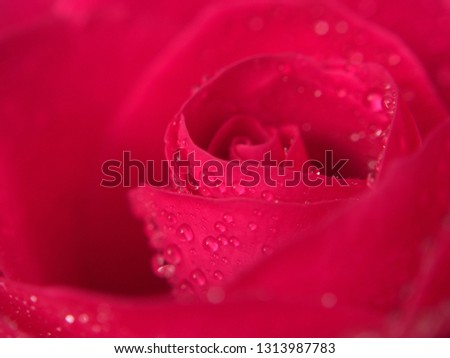 Red rose Bud. Flower petals are covered with water droplets. Macro photo.